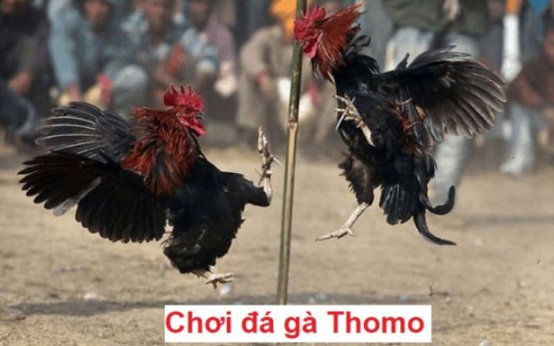 Tìm hiểu về đá gà Thomo