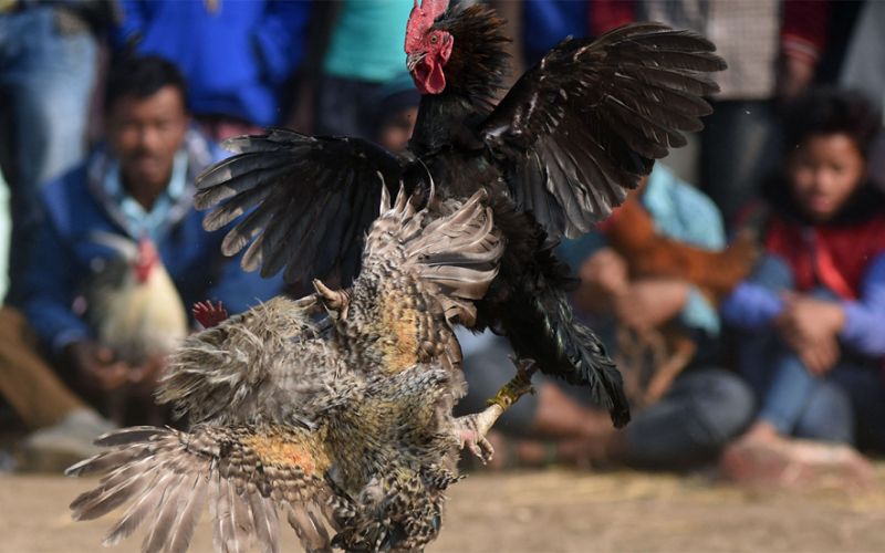 Cần nắm chắc luật chơi cơ bản của đá gà